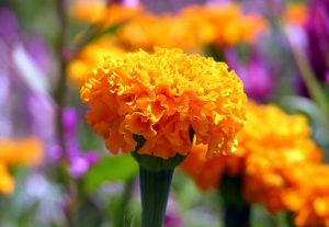 marigold flower