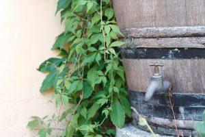water barrel with ivy