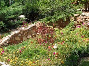 rain garden in backyard